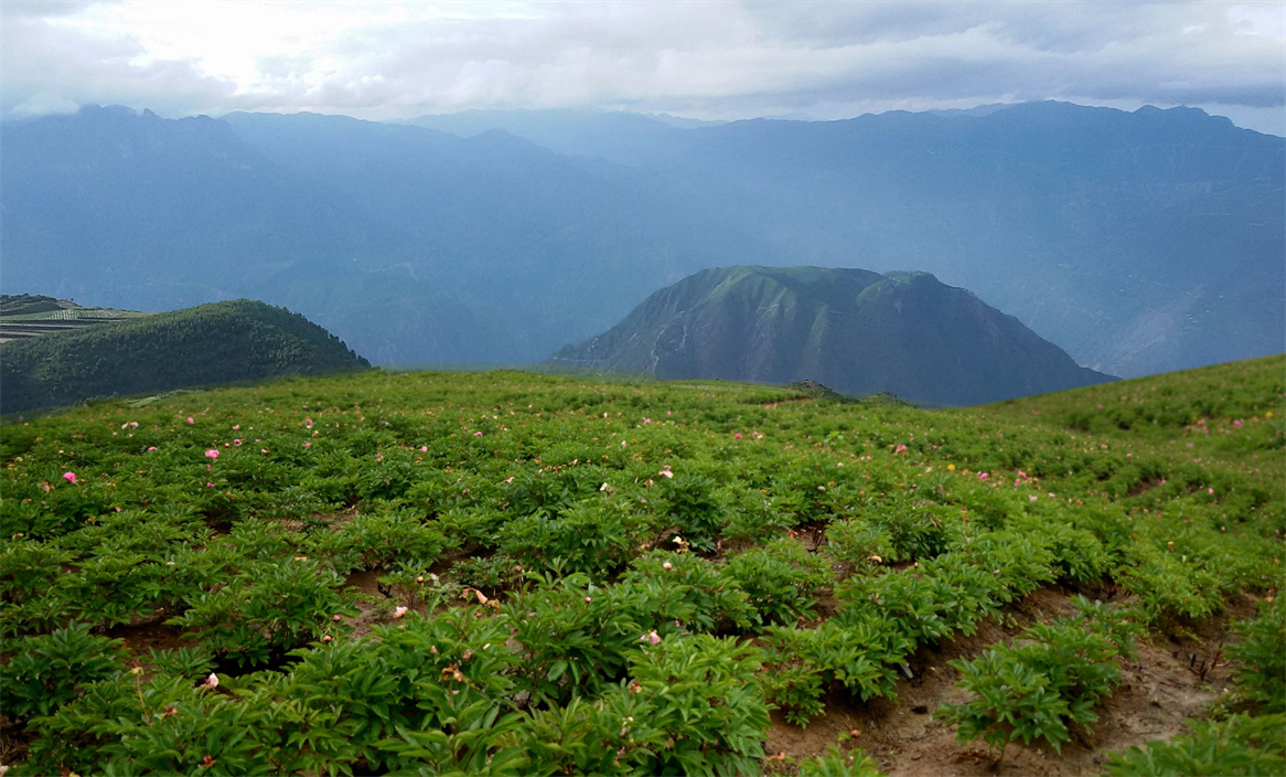 蘭花藥業中藥材種植基地 蘭花藥業中藥材種植基地